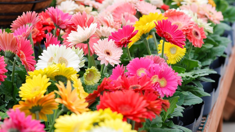 Colors of gerbera daisy 