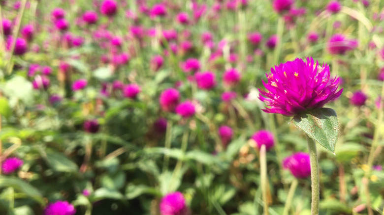 Globe amaranth