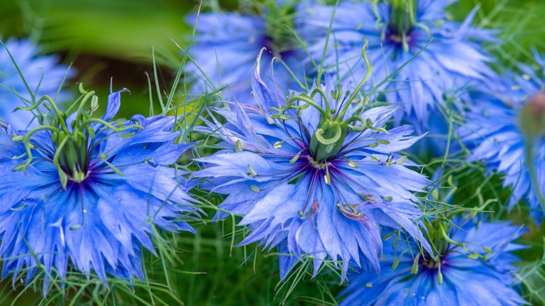 Love-in-a-mist flowers