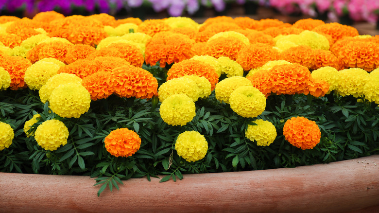 Yellow and orange marigolds