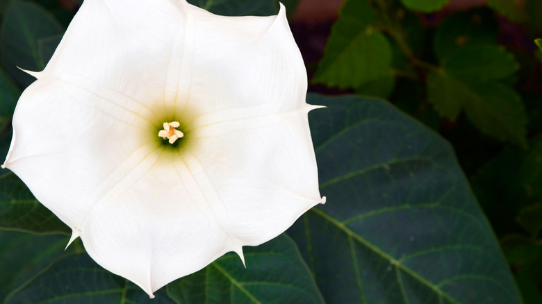 Moonflower