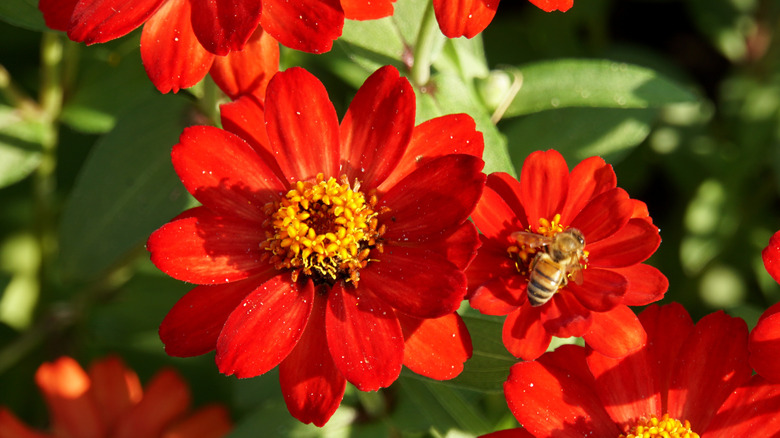 Red profusion zinnias