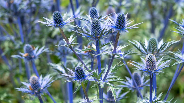 Sea holly 