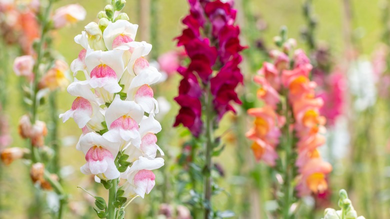 Different colors of snapdragons