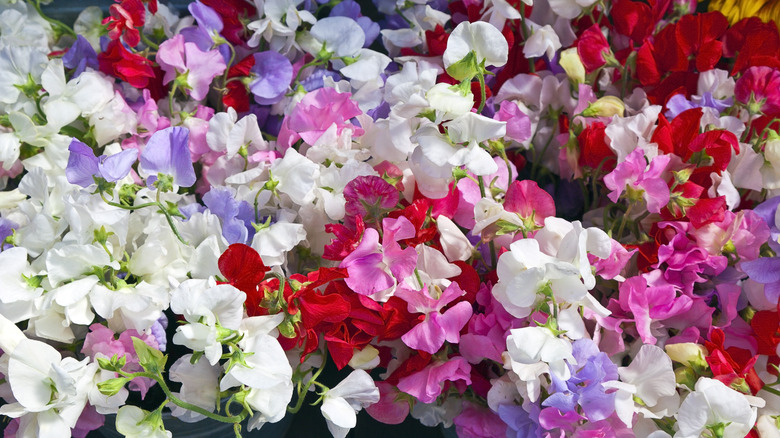 Sweet pea flower colors