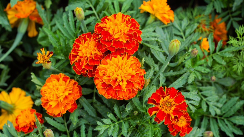 mixed color Dianthus