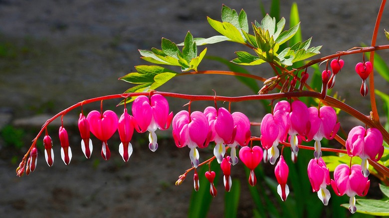 Asian bleeding heart flowers