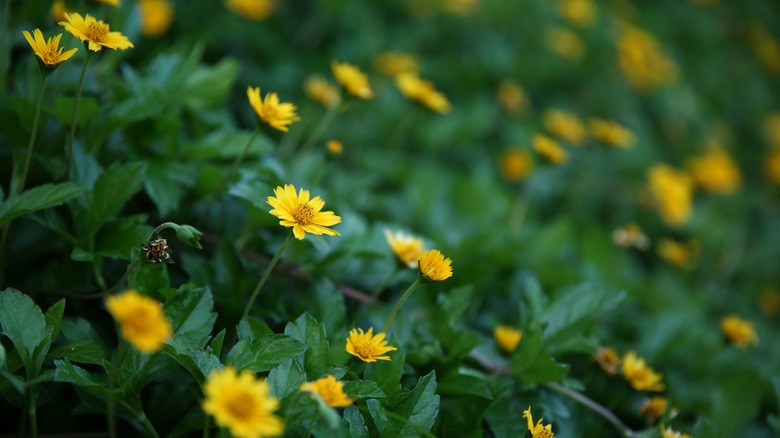 yellow Calendula flowers