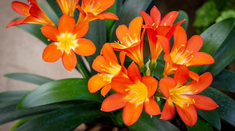 orange Clivia flowers