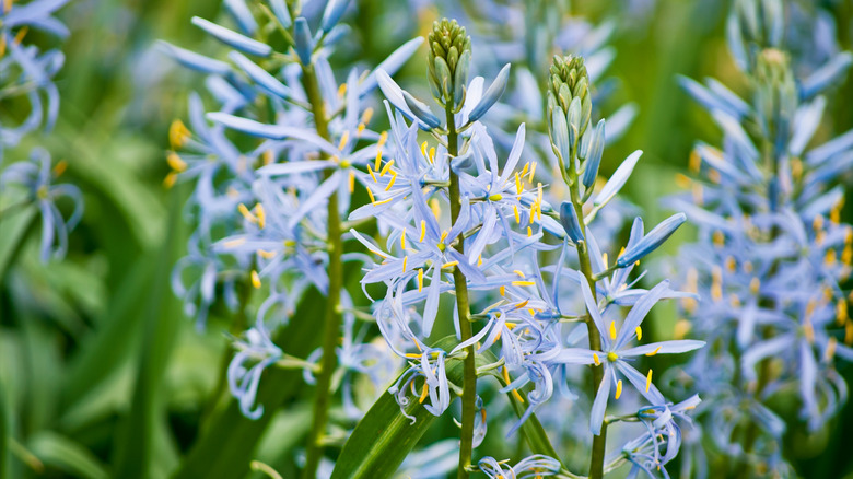 light blue Common camas