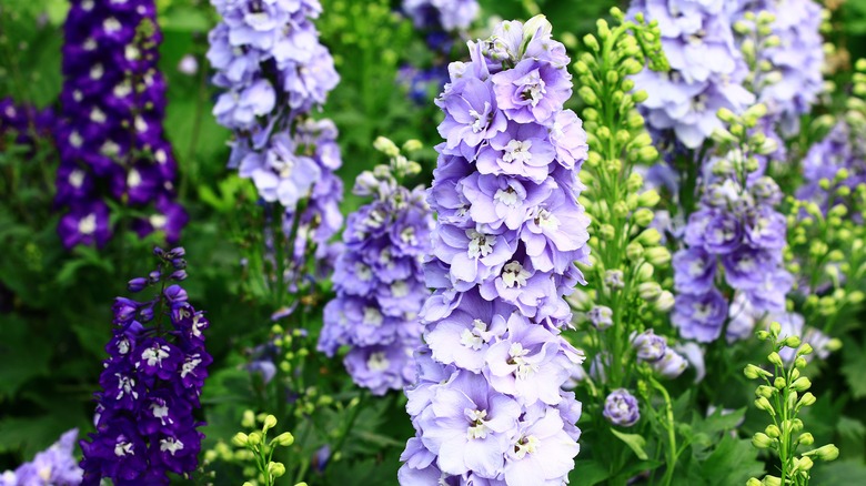 Delphiniums in multiple colors