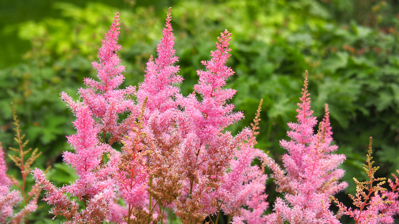 pink False goat's beard flowers