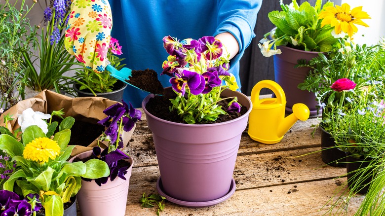 gardener planting pansies