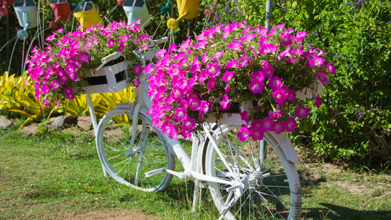 bright petunias