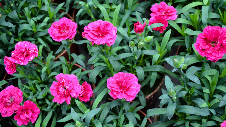 pink Dianthus flowers