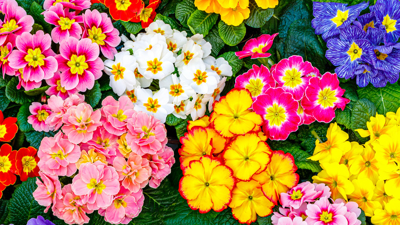 a variety of primroses