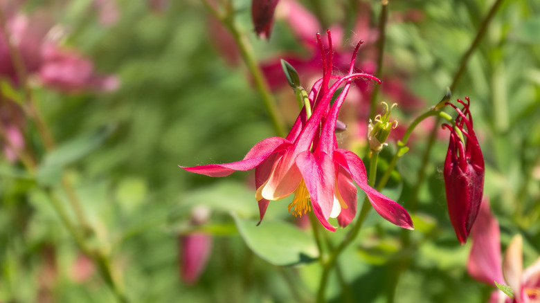 a Red columbine flower