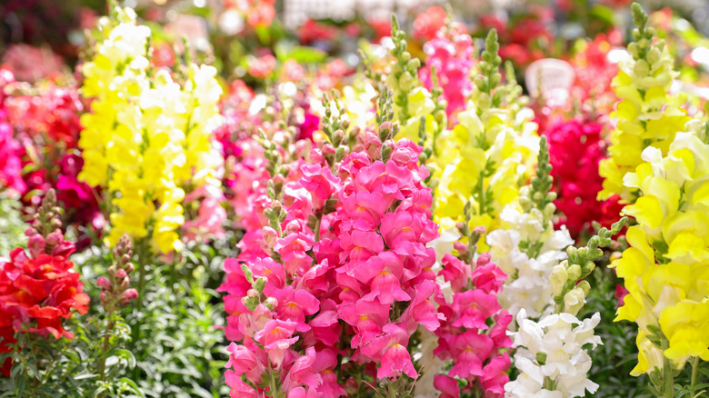 Snapdragons in multiple colors