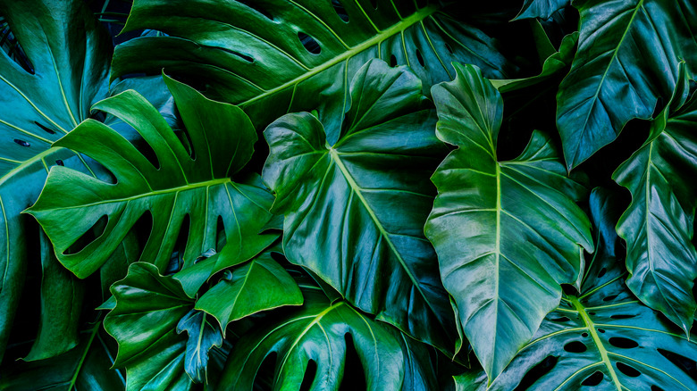 the leaves of Monstera deliciosa