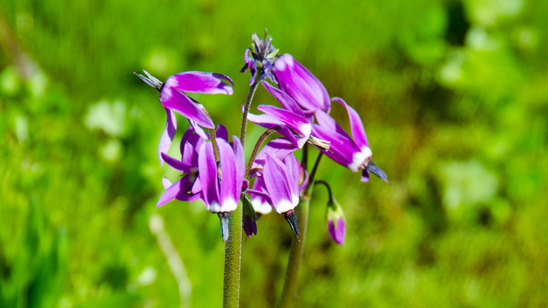 Two tall mountain shooting stars