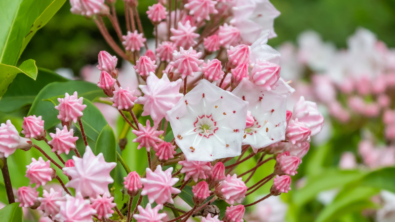 Mountain laurel 