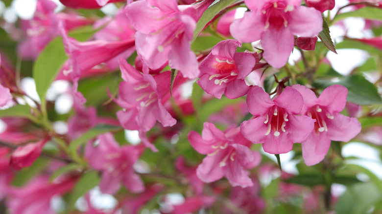 Weigela