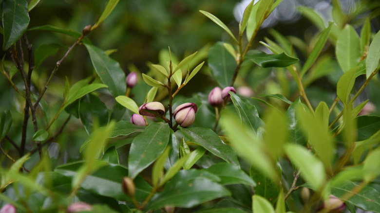 Magnolia figo ( Banana shrub )flowers