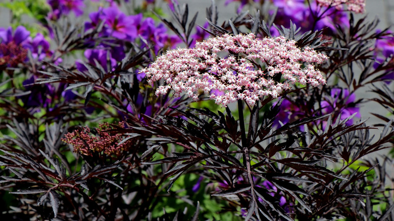 Sambucus (Black Lace) plant