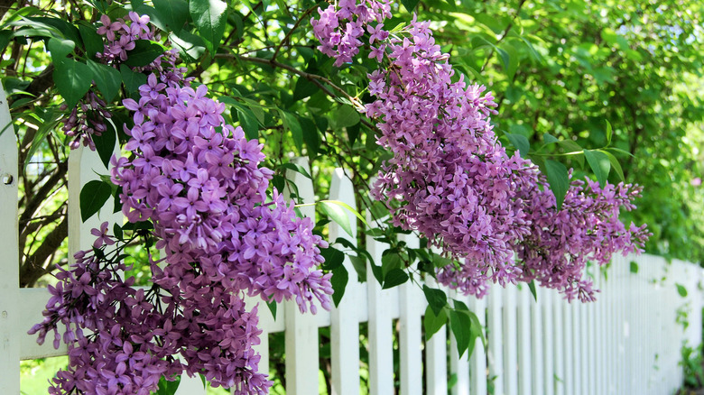 Spring lilacs Over the Fence