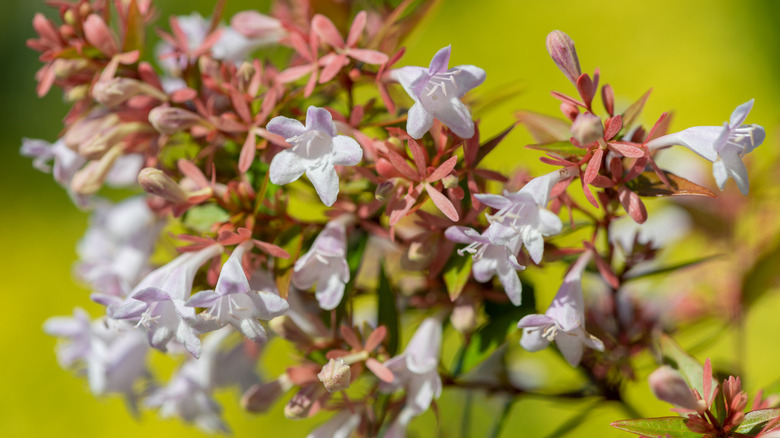 Chinese abelia (abelia chinensis) flowers