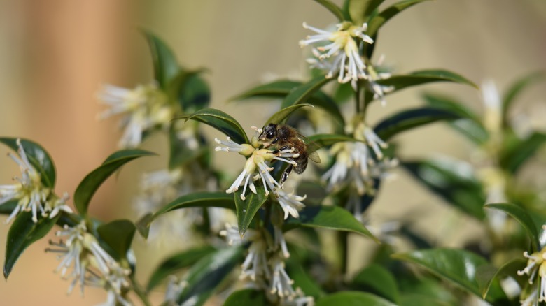 Honeybee on Sarcococca Confusa