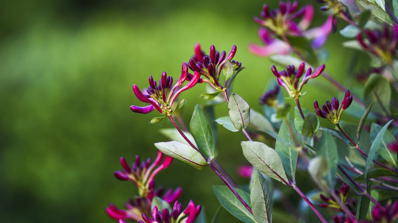 Pink lonicera flower blooming in garden