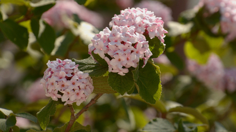 Spring blooming korean spice viburnum