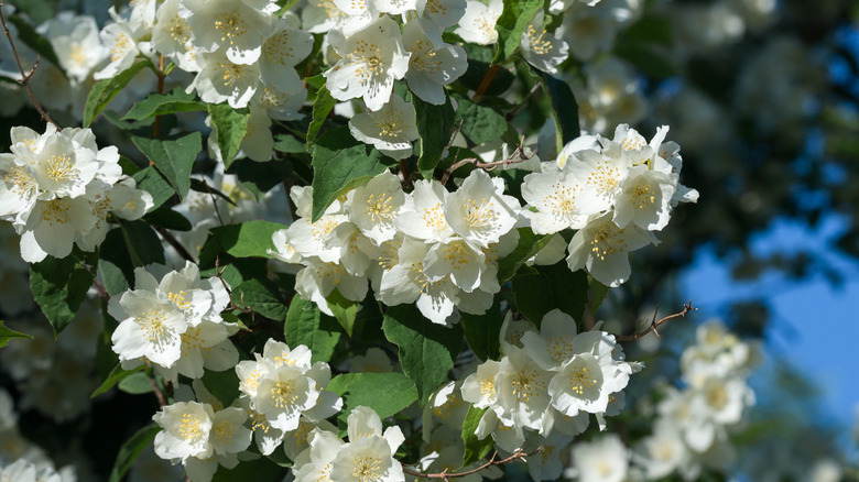 sweet mock orange white flowers