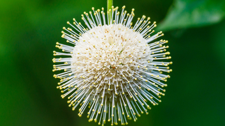  shot of sugar shack buttonbush