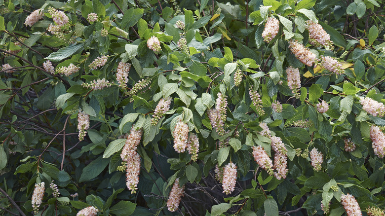 Summer Sweet bush in blossom