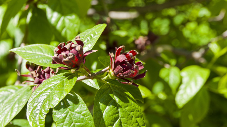 Sweetshrub (Calycanthus floridus) in garden