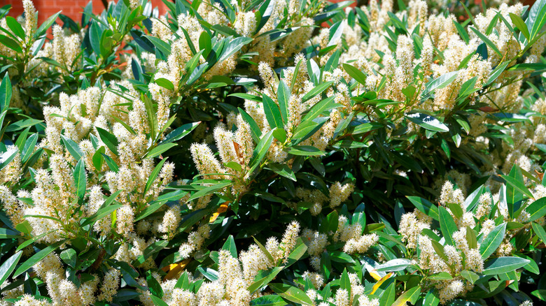 White itea or Sweetspire flowers