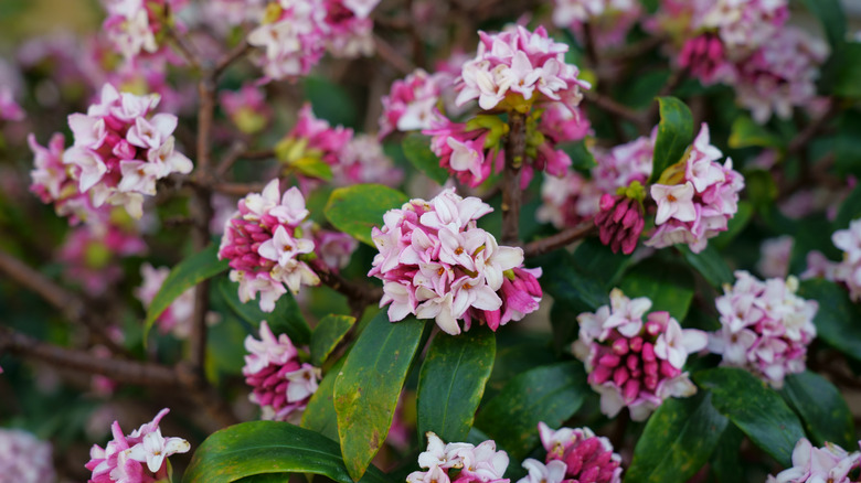 Winter Daphne (Daphne odora) in spring