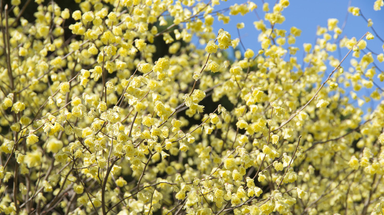 Corylopsis pauciflora with blue sky