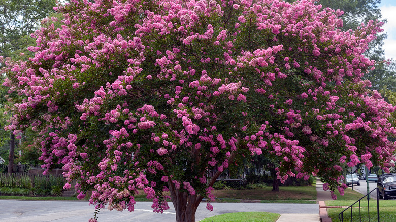 Crape myrtle tree