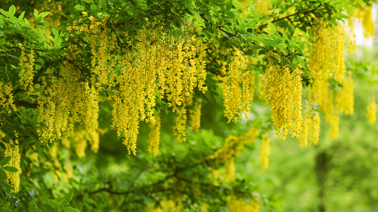 Golden rain tree