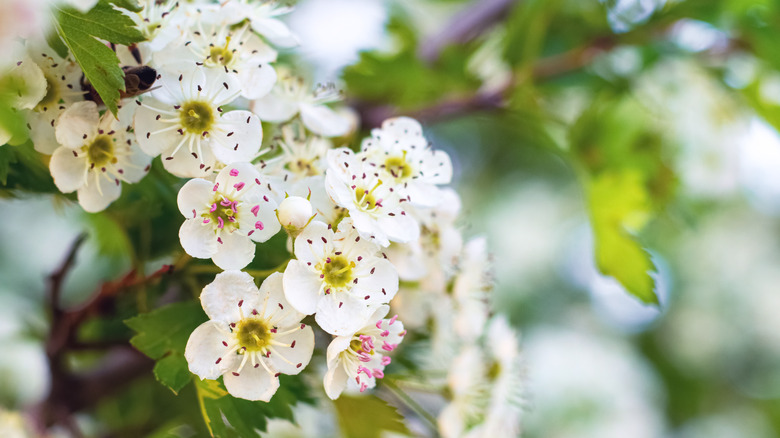 White hawthorn flowers