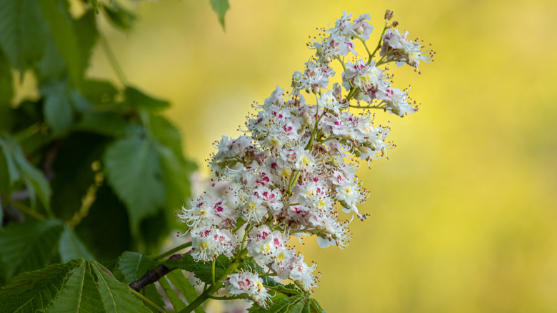 Japanese horse chestnut