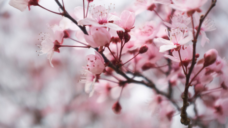 Newport cherry plum tree