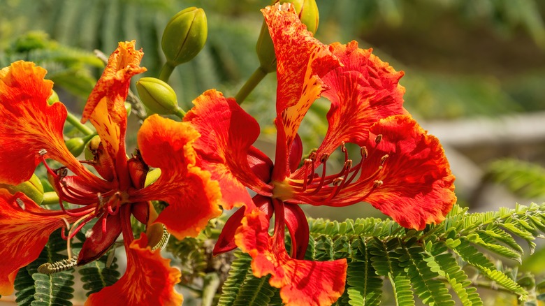 Red bird of paradise flower