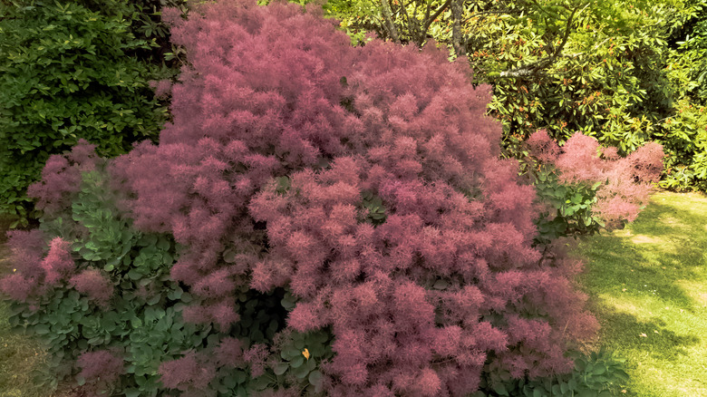 Smoke tree