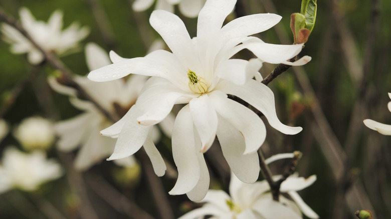 Star magnolia