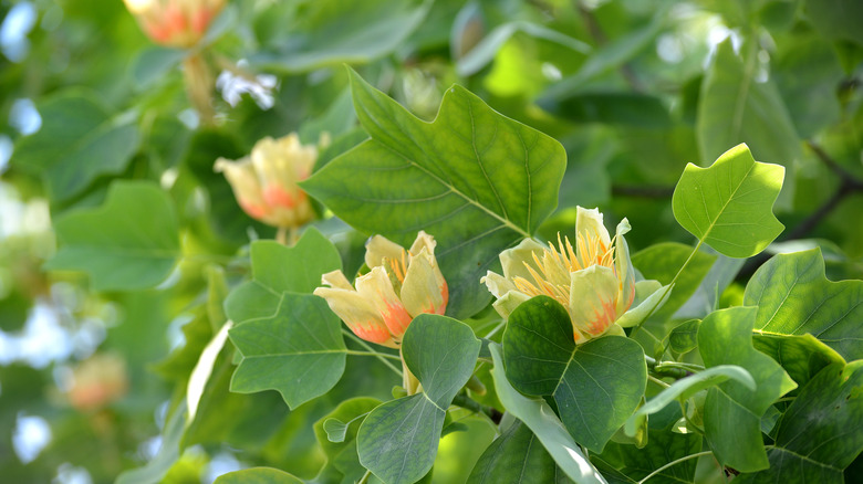 Tulip tree flowers