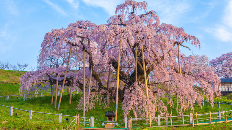 Weeping cherry tree